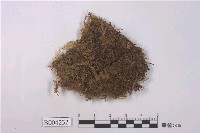 藏品(假肋鞭蘚)的圖片